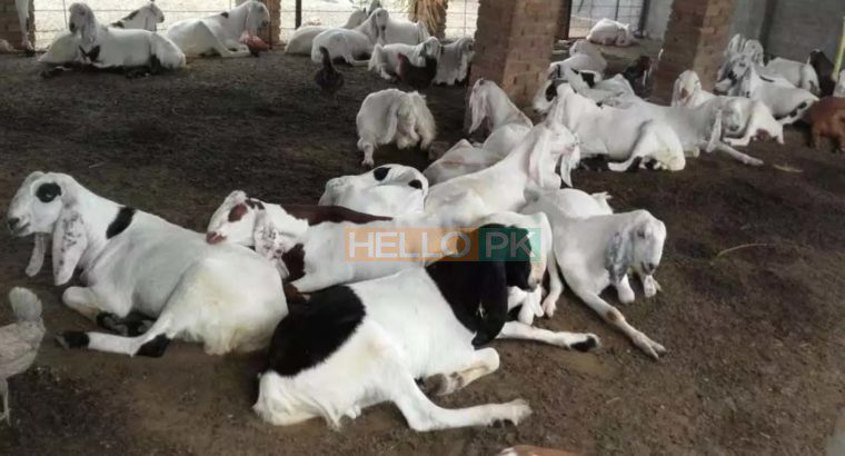 38 Male goat bakra for eid (qurbani) Rajanpuri cross breed