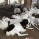 38 Male goat bakra for eid (qurbani) Rajanpuri cross breed