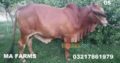 Bulls for Qurbani for Sale Vaccinated Animals