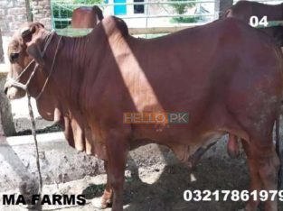 Bulls for Qurbani for Sale Vaccinated Animals