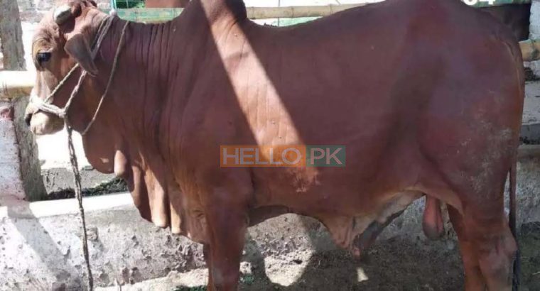 Bulls for Qurbani for Sale Vaccinated Animals