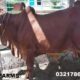 Bulls for Qurbani for Sale Vaccinated Animals