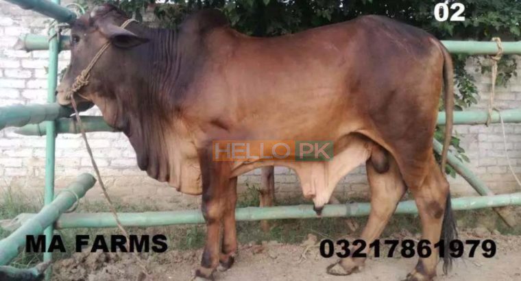 Bulls for Qurbani for Sale Vaccinated Animals