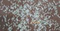 1121 sella ki short grain sortex vip 100% puer mal available