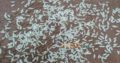 1121 sella ki short grain sortex vip 100% puer mal available
