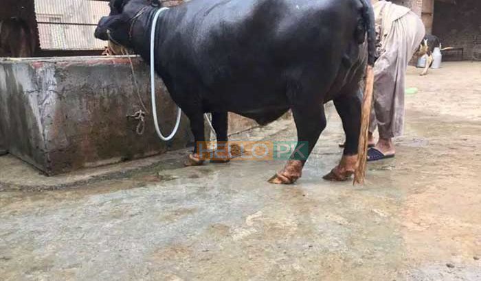 Best Neeli Ravi Nasal Buffaloes All Lactation Bhatti Farm