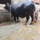 Best Neeli Ravi Nasal Buffaloes All Lactation Bhatti Farm