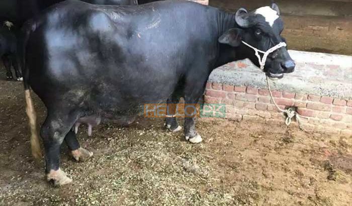 Best Neeli Ravi Nasal Buffaloes All Lactation Bhatti Farm