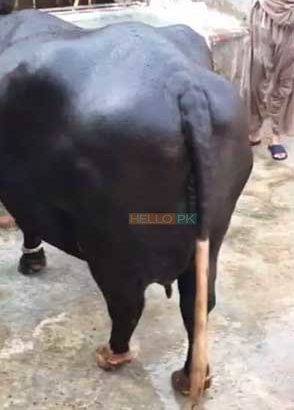 Best Neeli Ravi Nasal Buffaloes All Lactation Bhatti Farm