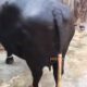 Best Neeli Ravi Nasal Buffaloes All Lactation Bhatti Farm