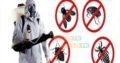Defence Pest Control fumigation services in karachi, pest control, fumigation