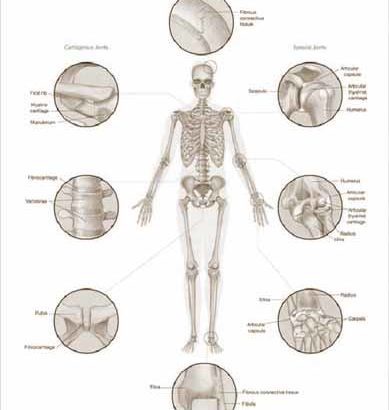 Kamar or Garden ke Mohro me Fasla.,Disk Slip,Mohro ka ghis jana.Joints Specialist