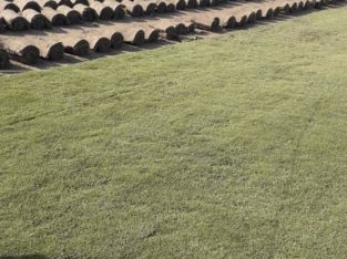 Best Korean & fine dhaka Grass available at my farm for schools colleges stadium or parks