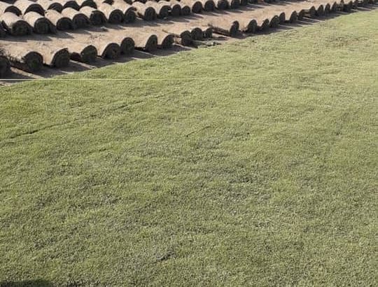 Best Korean & fine dhaka Grass available at my farm for schools colleges stadium or parks