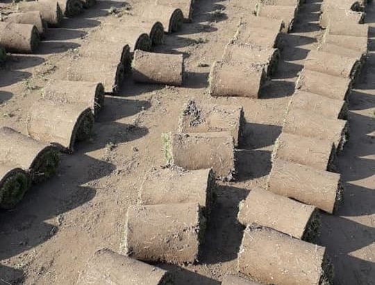 Best Korean & fine dhaka Grass available at my farm for schools colleges stadium or parks