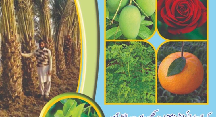 Phul denay wali guarantee shuda khajor.Khajor ke Baghaat lagwanay ke leye rabta kejeye.