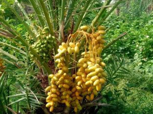 Phul denay wali guarantee shuda khajor.Khajor ke Baghaat lagwanay ke leye rabta kejeye.