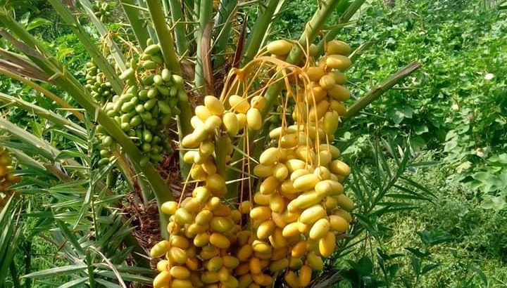 Phul denay wali guarantee shuda khajor.Khajor ke Baghaat lagwanay ke leye rabta kejeye.