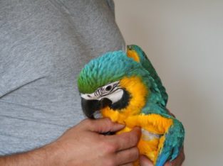 Talking Blue and Gold Macaw Pair with Cage