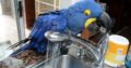 Talking Blue and Gold Macaw Pair with Cage