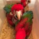 Talking Blue and Gold Macaw Pair with Cage