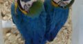 Talking Blue and Gold Macaw Pair with Cage