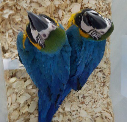 Talking Blue and Gold Macaw Pair with Cage