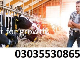 Web Designing Course