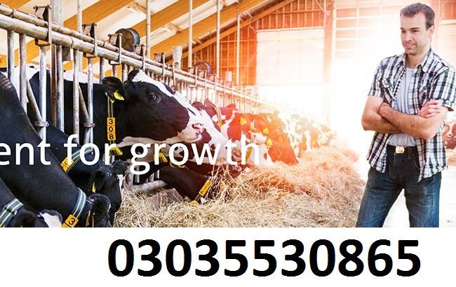 Web Designing Course