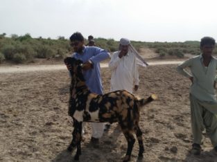 Pure Breed Goat Stock