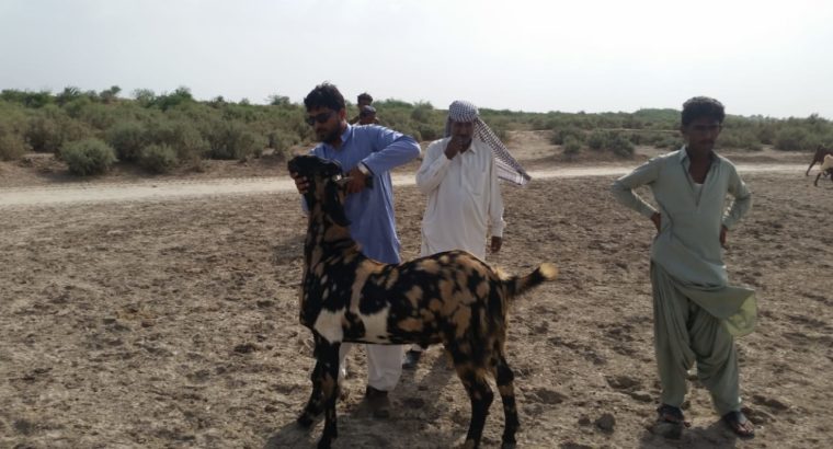 Pure Breed Goat Stock