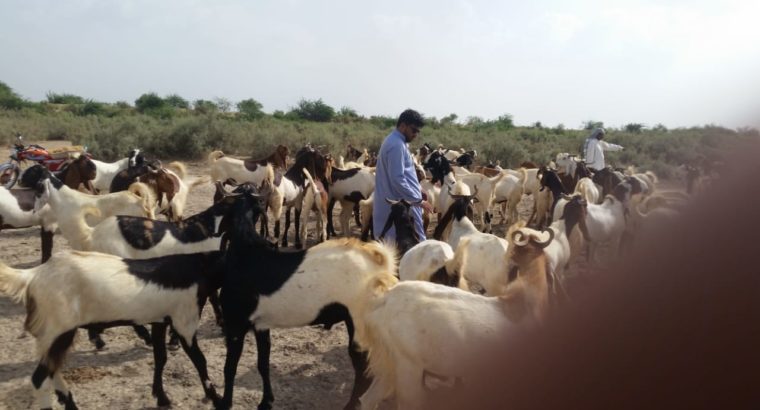 Pure Breed Goat Stock