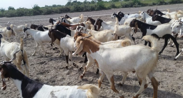 Pure Breed Goat Stock