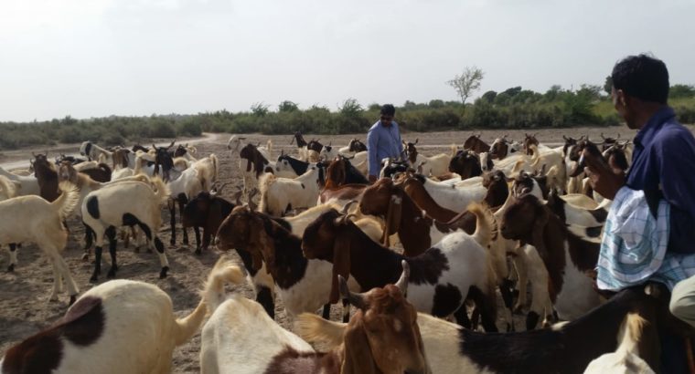 Pure Breed Goat Stock