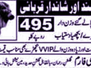 Shandar Qurbani Sehatmund Janwar.Khobsorut Bachray or Bachia.495rs KG