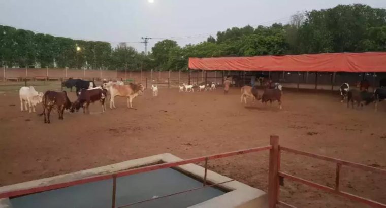 Beautiful Animals For Eid Qurbani.With Free Home Delivery
