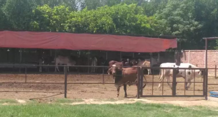 Beautiful Animals For Eid Qurbani.With Free Home Delivery