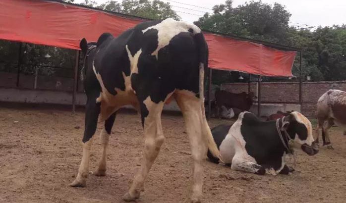 Beautiful Animals For Eid Qurbani.With Free Home Delivery