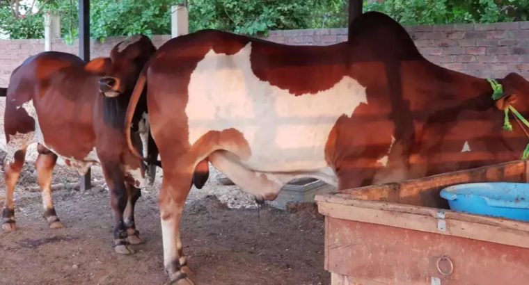 Beautiful Animals For Eid Qurbani.With Free Home Delivery