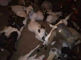 Qurbani Ke leye 22,000 say 50,000 Ke Bakray.Karachi