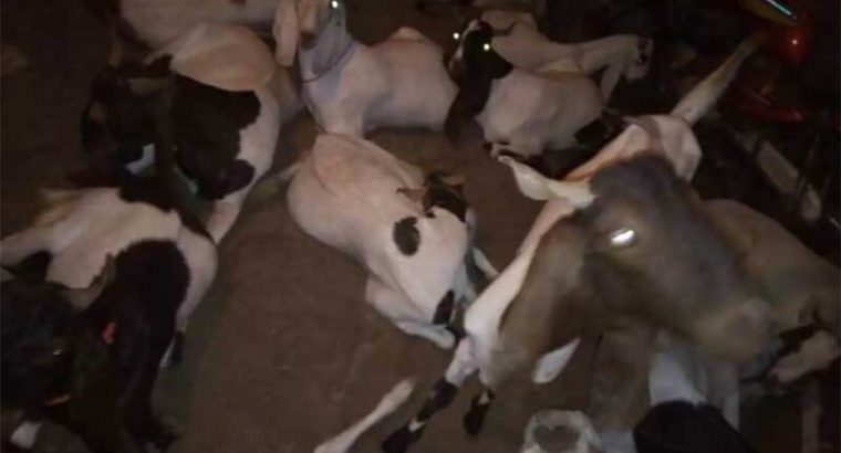 Qurbani Ke leye 22,000 say 50,000 Ke Bakray.Karachi