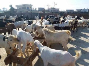 Qurbani Ke Leye Desi Bakray Goats.Rajanpuri,Beetal,Desi