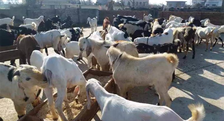Qurbani Ke Leye Desi Bakray Goats.Rajanpuri,Beetal,Desi