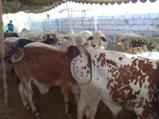 Qurbani Ka Best Janwar Hum Se Lain.Fazal Cattle Farm