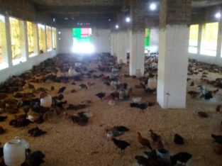 Healthy Golden Misri Chozay(Chicks) or Murghian(Hen) For Business