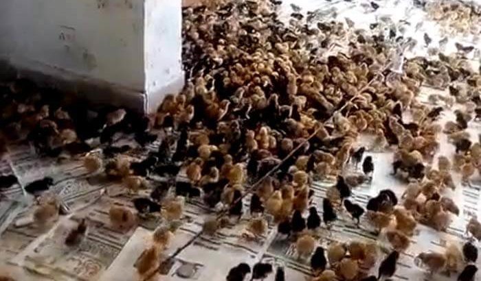 Healthy Golden Misri Chozay(Chicks) or Murghian(Hen) For Business