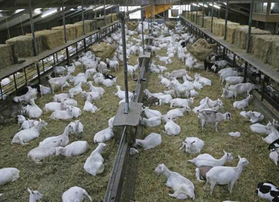 500 Yards Ready Goat Farm (Tayyar Bakrion Ka Farm).Sirf 15 Lac Me Hasil Karain