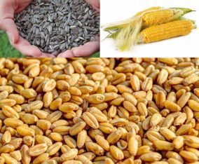 Gandum| Surajmukhi| Makai Mojod he.Market se kam Rate me Rabta Karain