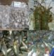 Export All Kinds Of Seafood & Buffalo Cow Goat Lamb Meat & Chicken Feet