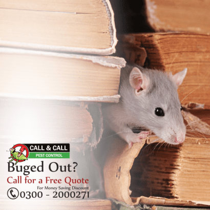 End year Offer.Best Fumigation & pest control Services